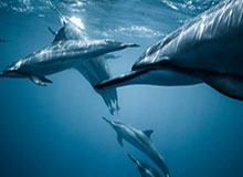 开云——引领时尚潮流的奢华体验